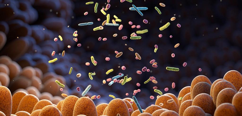The Friendly Bacteria