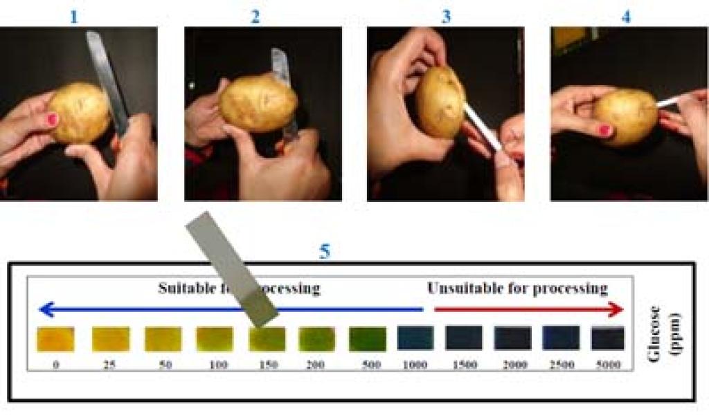 Why Reducing Sugar Levels in Potatoes Go Up or Down