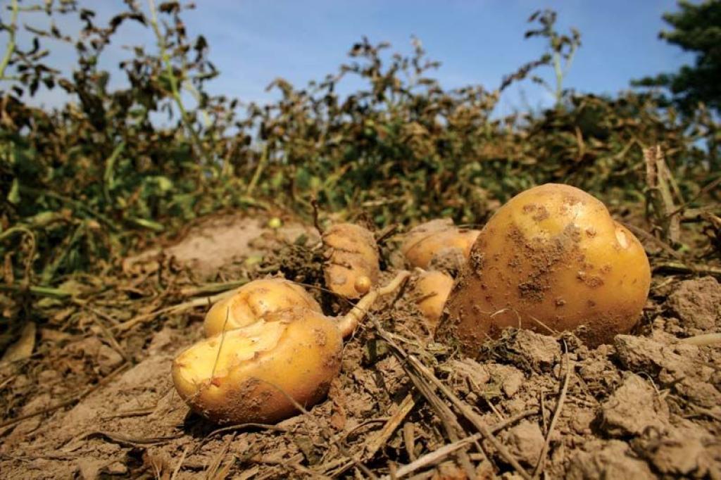 Solanum tuberosum or Potatoes as most of us identify it