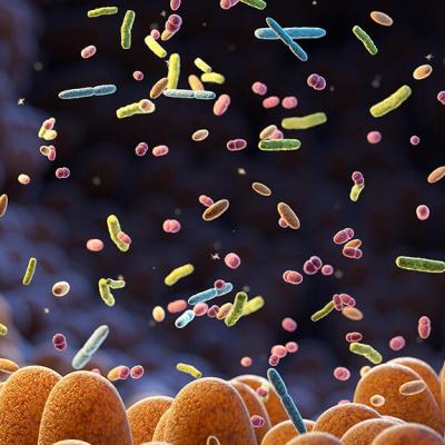 The Friendly Bacteria