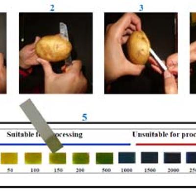 Why Reducing Sugar Levels in Potatoes Go Up or Down
