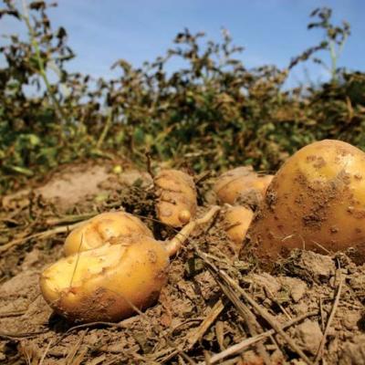 Solanum tuberosum or Potatoes as most of us identify it