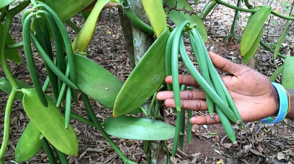 What is Vanilla and Why is It Expensive ?